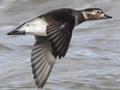 Long-tailed Duck